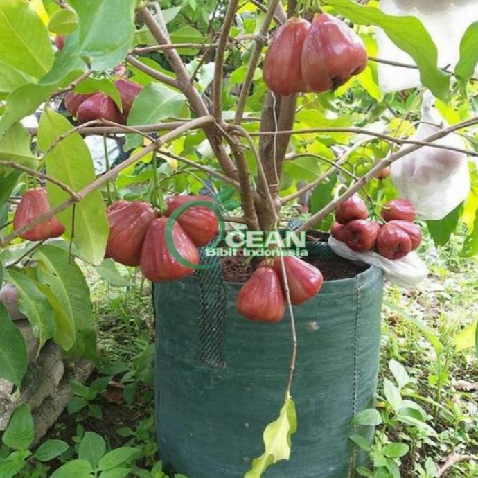 TABULAMPOT BIBIT JAMBU AIR CITRA OKULASI valid