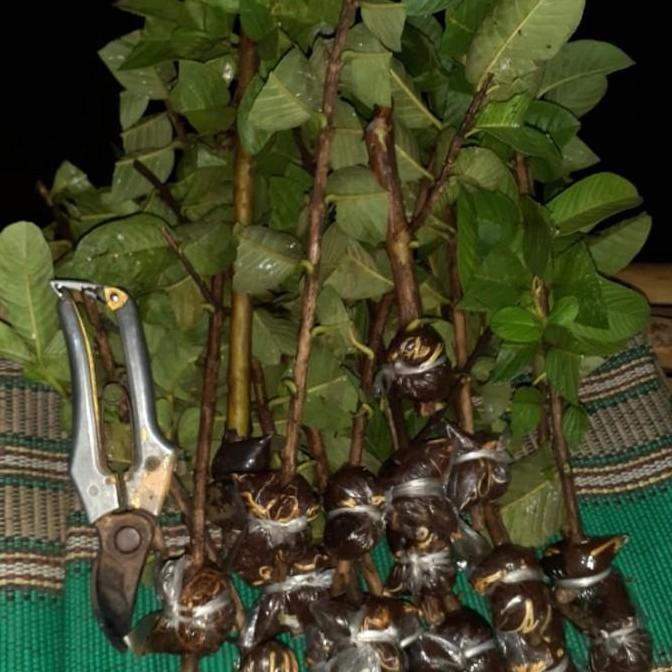 fresh cangkok jambu kristal merah