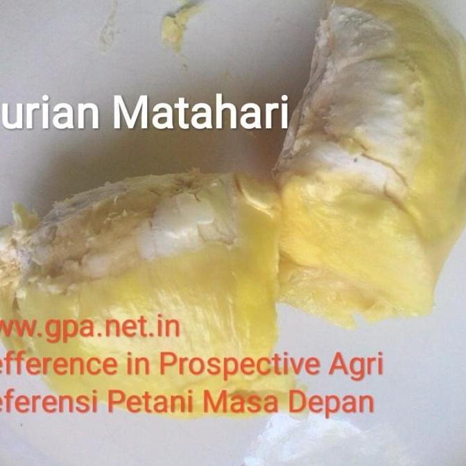 Entres Durian Matahari (5 Entres)