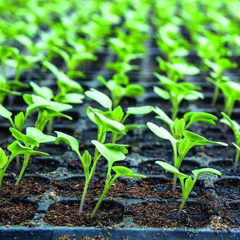 Bisa Cod Tray Semai 32,50,72,105,128,200 Lubang_Pot Tray_Pot Semai ><