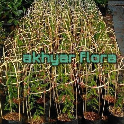 Daun Saga Bibit Saga Tanaman Saga