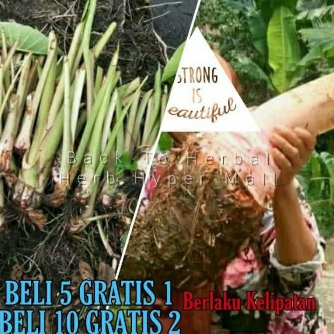 BIBIT UNGGUL TALAS PRATAMA JUMBO