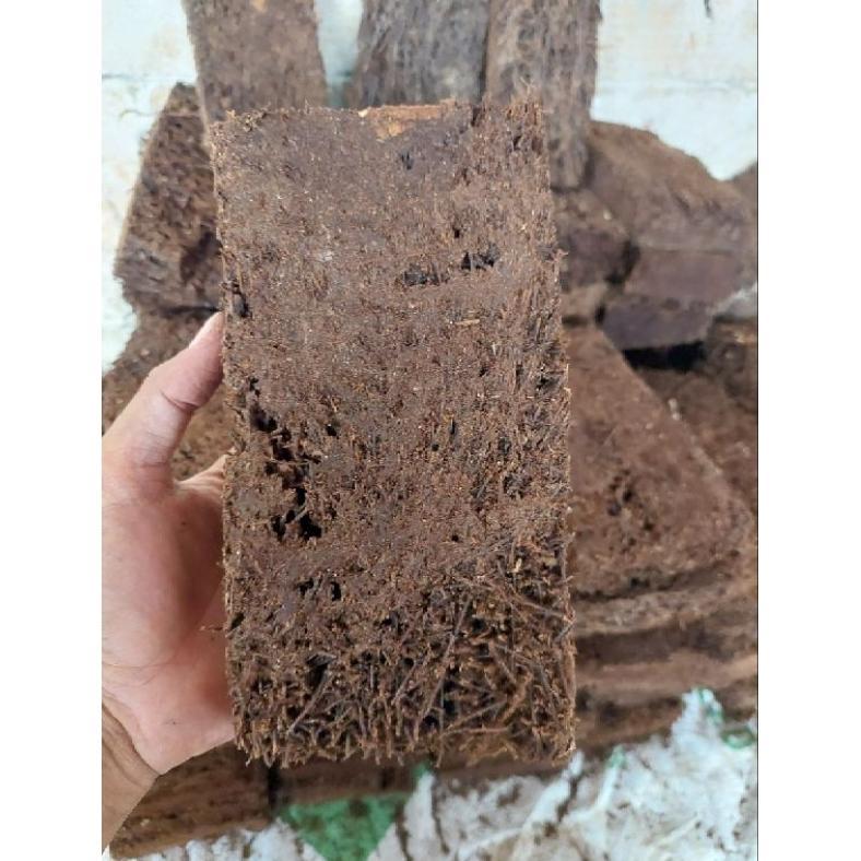 Bisa Cod Papan Pakis Lempeng Pakis Media Tanam Anggrek Padat Jumbo ><