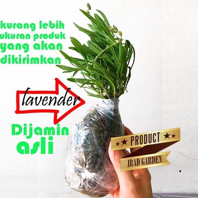 Tanaman bunga lavender asli / lavandula angustifolia hidcote