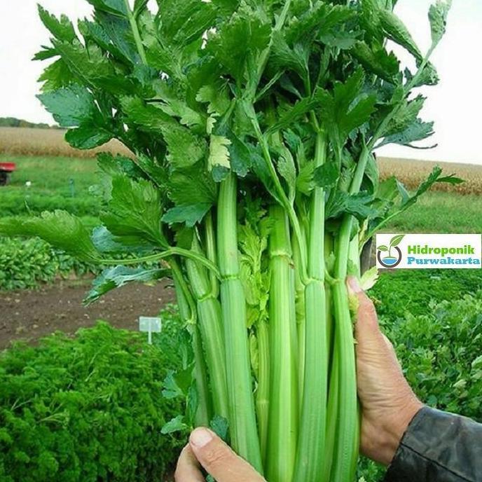 benih seledri batang besar