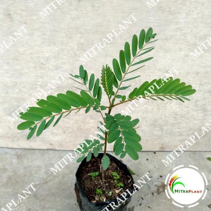 Bibit Tanaman Bunga Turi Putih - Pohon Kembang Turi Putih - Herbal