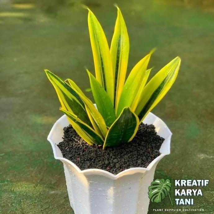 Tanaman hias sansivera gold flame - Sansivera golden flame - sansivera