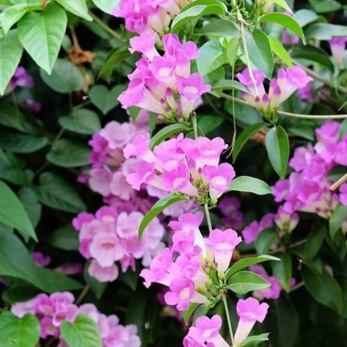 tanaman bunga garlic vine