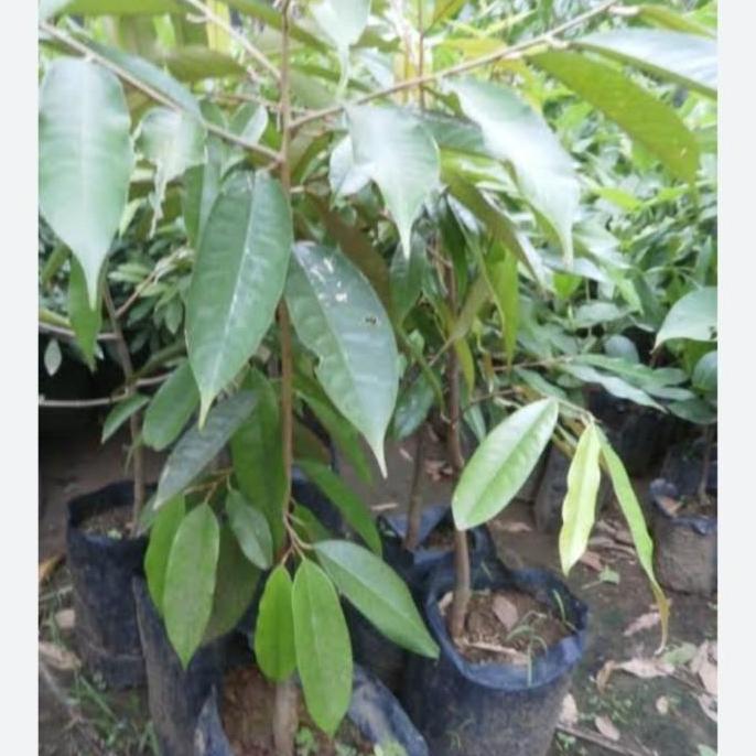 Bibit durian bawor ukuran 1 meter