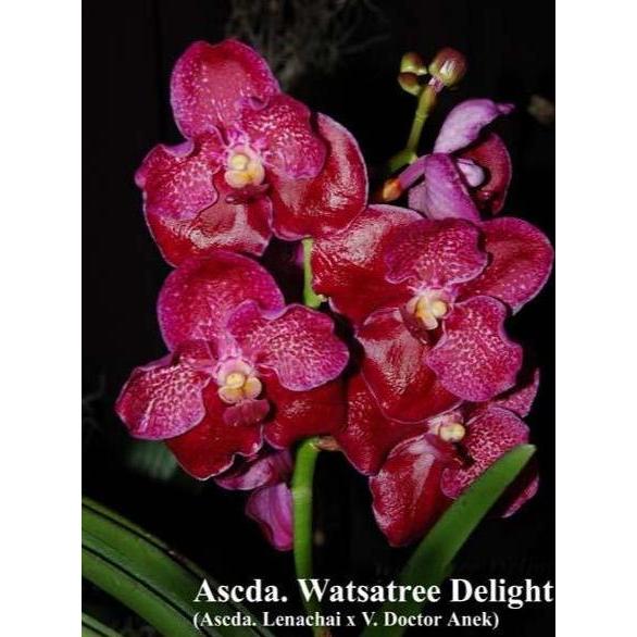PROMO - [ DEWASA ] Vanda Watsatree Delight ( Vanda Lenachai Vanda Doctor Anek )