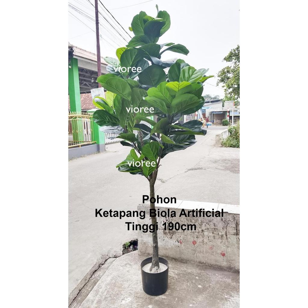 Terlaris Pohon Ketapang Artificial Hias Plastik Biola Tinggi 190Cm