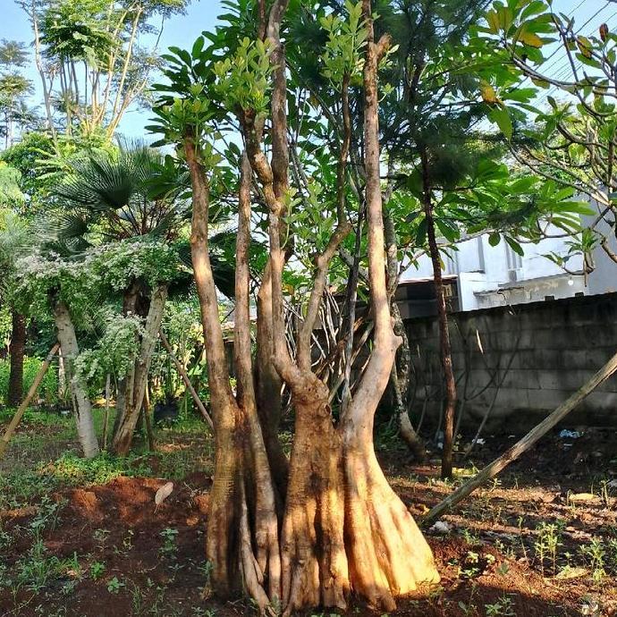 Terlaris Pohon Pule Air Tinggi 3Mtr - 4Mtr || Pohon Peneduh