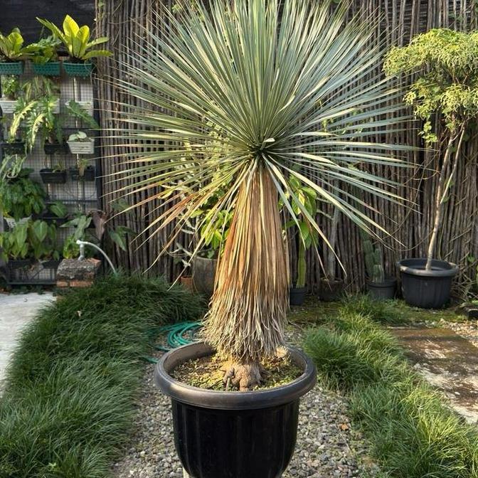 Terlaris Tanaman Yucca Rostrata : Pohon Sehat, Rawatan.