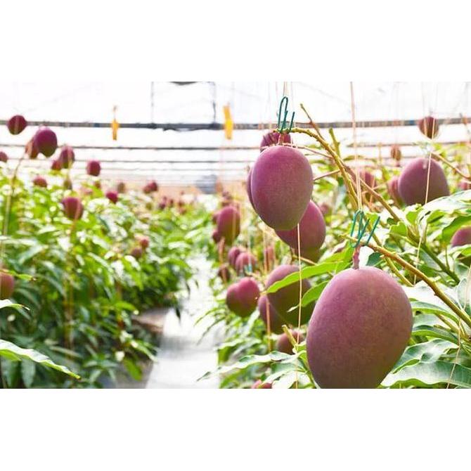 Terlaris Pohon Mangga Red Miyazaki Berbuah - Tanaman Mangga Red Miyazaki - Bibit Pohon Mangga Miyaza