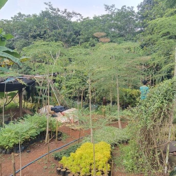 Terlaris Bibit Pohon Kelor Afrika - Tanaman Kelor