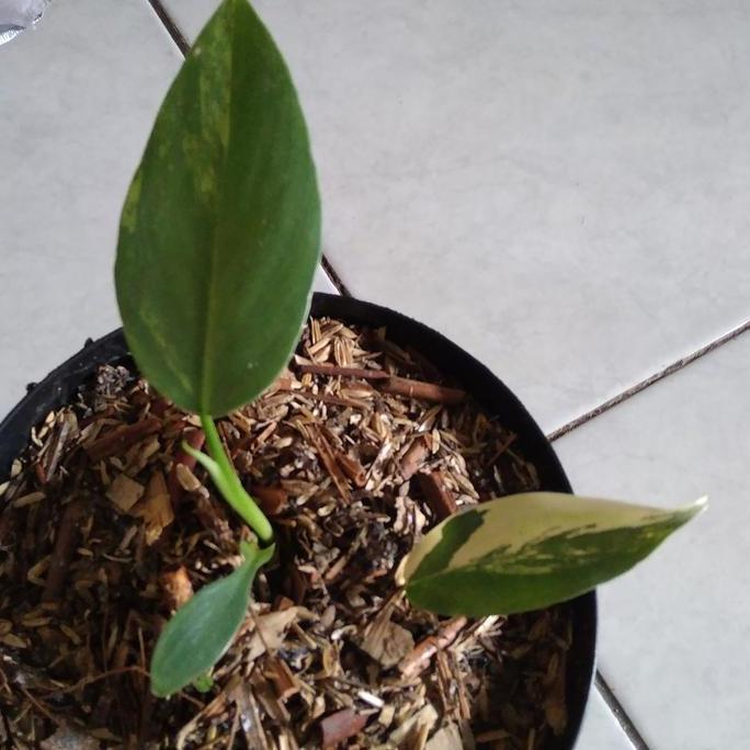 Terlaris Tanaman Hias Philodendron Violin Variegata