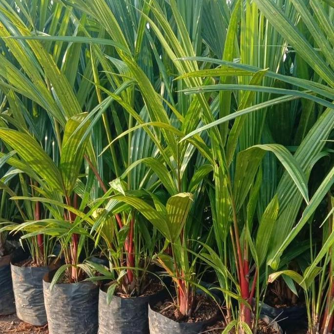 Terlaris Tanaman Palem Merah 1 Meter
