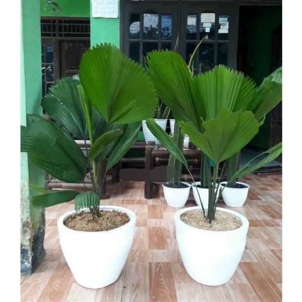 Terlaris Tanaman Hias Palm Kohl / Pohon Palem Kol Palem Kipas Tinggi Besar Dan Rimbun