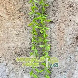 Daun Lee Kwan Yew Juntai Daun Tirai Rambat Artificial Hoya Costa Janda Merana Dekorasi Dinding Monst