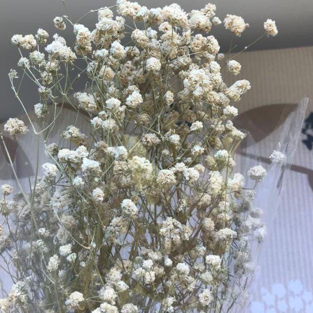 Babys Breath (Gypsophila) Kering | Dried Baby Breath | Bunga Kering