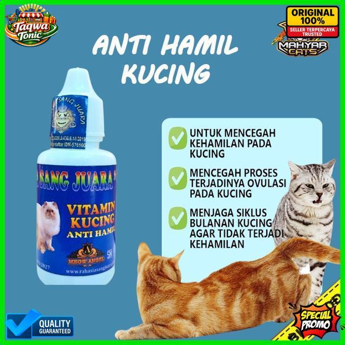Quality Obat Anti Hamil Kucing Mencegah Kehamilan Kucing Dan Proses Ovulasi Pada Kucing Obat Kb Kuci