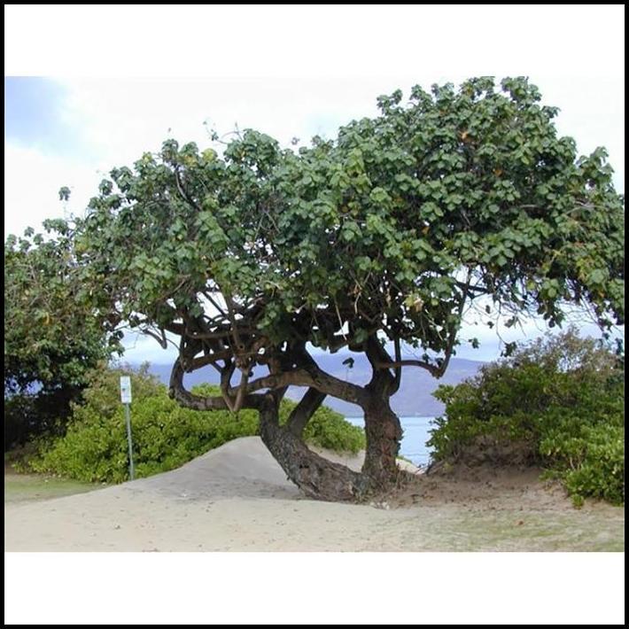 TERLARIS TANAMAN HIAS BIBIT BAHAN BONSAI WARU MERAH POHON WARU MERAH SUPER RED 2030 