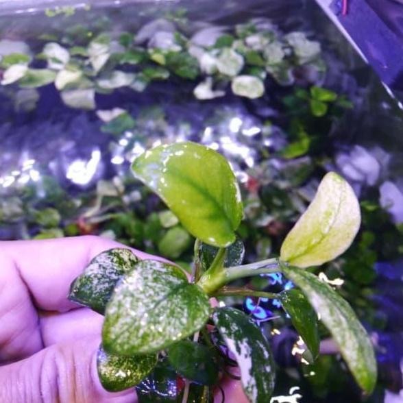 Anubias nana pinto mother plant full daun air