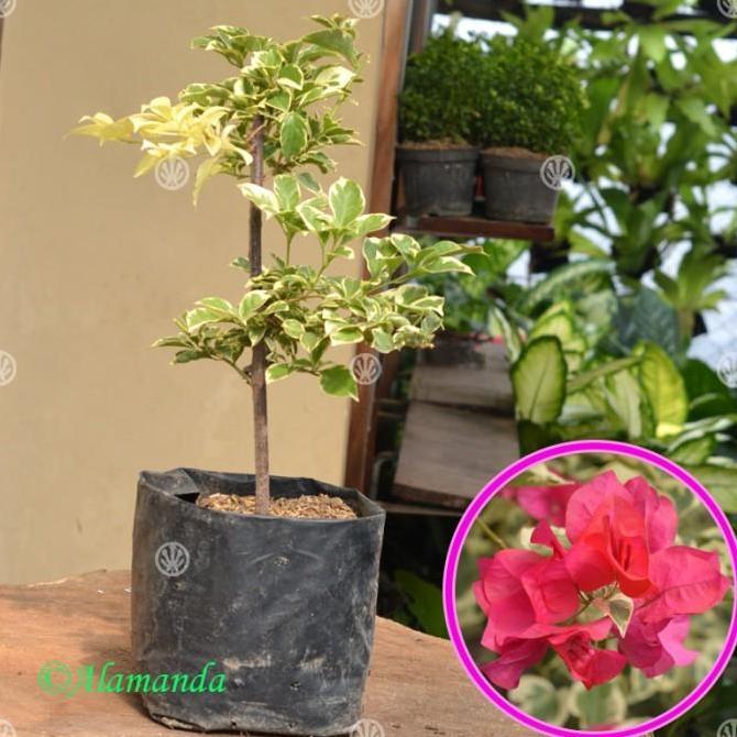 Tanaman Bougenville Merah Variegata ( Bunga Kertas )