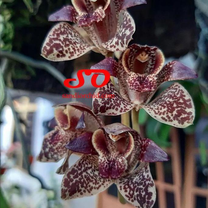 [ DEWASA ] Grammatophyllum stapeliiflorum | Anggrek Sendu: Si Unik dari Genus Anggrek Macan