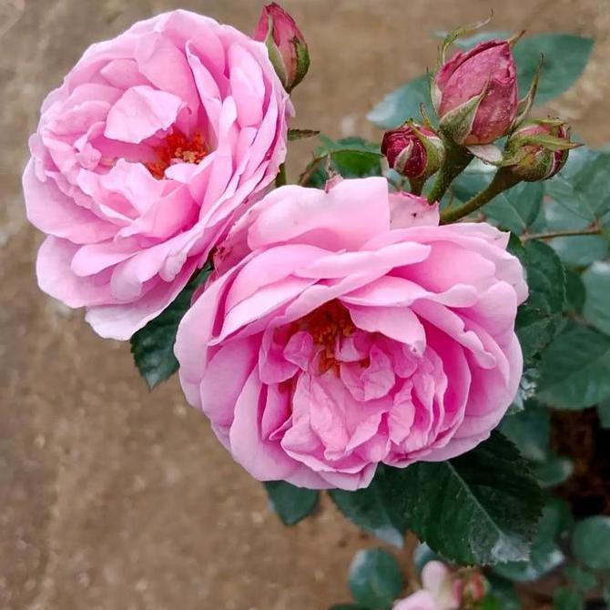 tanaman bunga mawar damascena