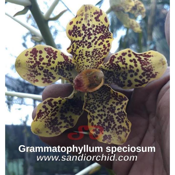 Grammatophyllum speciosum var. Papua