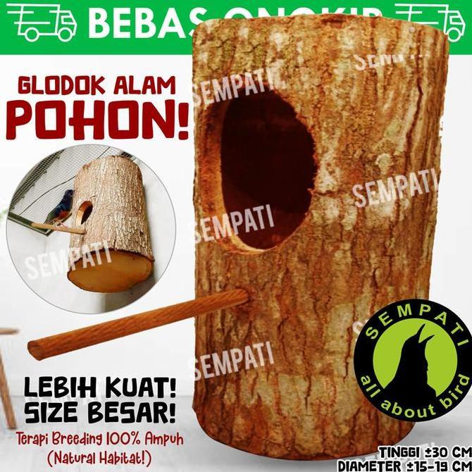 Kicaudor- Glodok Murai Batang Kayu Sarang Ternak Tempat Bertelur Burung Gldm