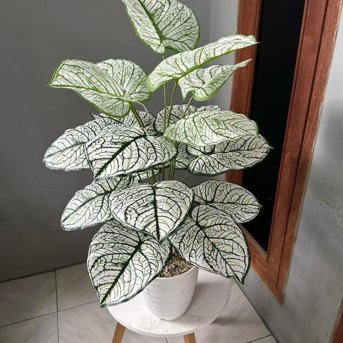 TANAMAN KELADI PALSU KODE A (SUDAH TERMASUK POT) Plastik Pot Bunga