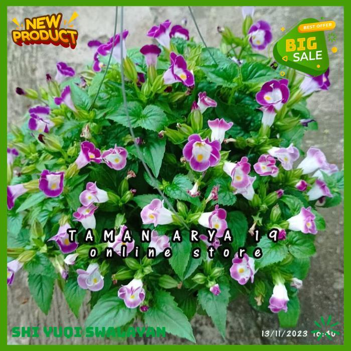 TANAMAN HIAS BUNGA TORENIA TANAMAN BIJI BENIH TANAMAN BUNGA BAHAN BERKUALITAS 