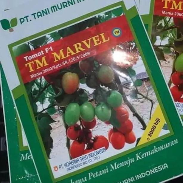 benih tomat TM Marvel F1 10 gr bibit tomat hibrida tani murni