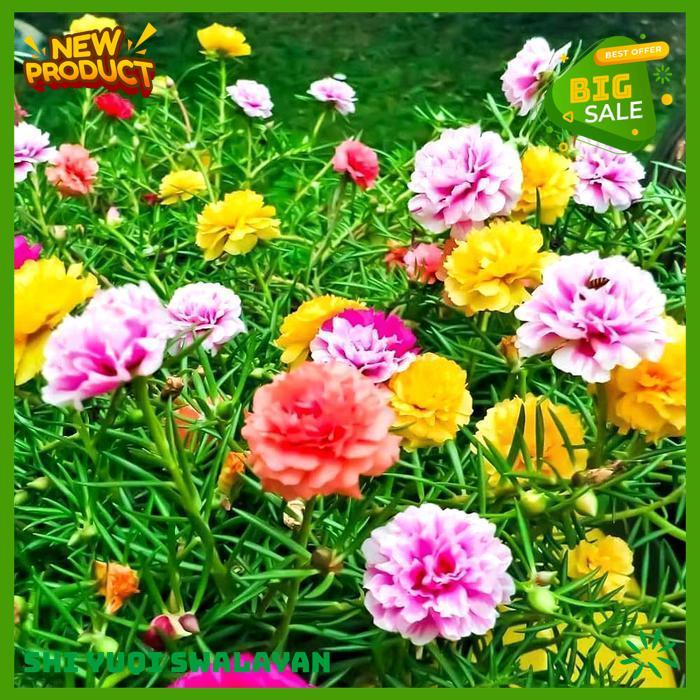 100 BIJI BUNGA KROKOT MAWAR TUMPUK BERANEKA WARNA BIJI BENIH TANAMAN BUNGA BAHAN BERKUALITAS 