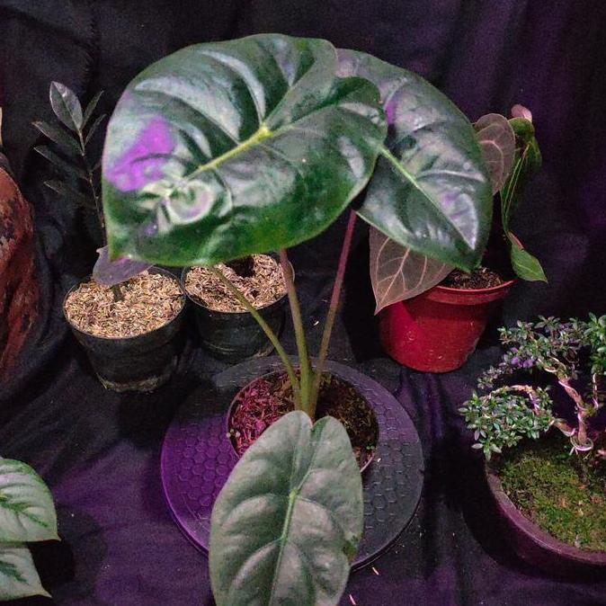 Alocasia Golden Bone || ORIGINAL murah
