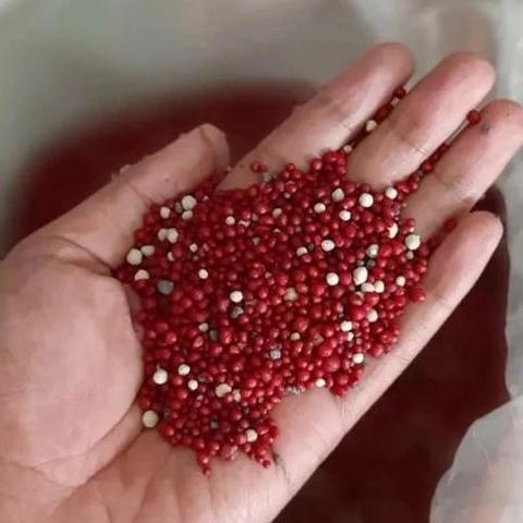 Pupuk Merah 19-10-13 kemasan 200gr. Pupuk Merah Aglonema