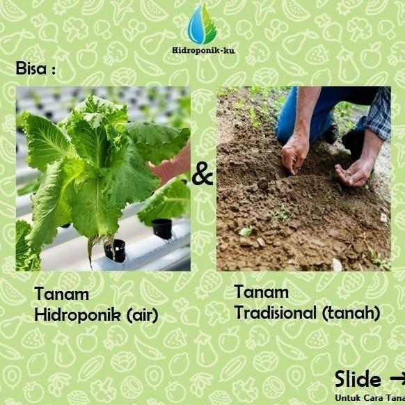 Bibit / Benih Melon Hijau Madu Import (5 Butir) - Hidroponik Ku