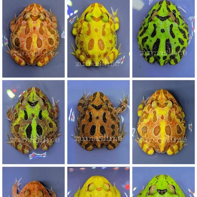kodok pacman frog all variant warna