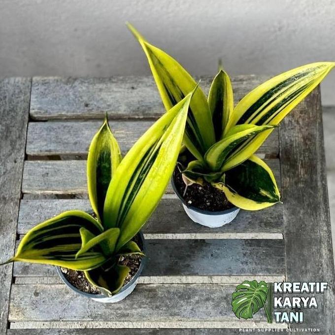 Abcd- Tanaman Hias Sansivera Gold Flame - Sansivera Golden Flame - Sansivera