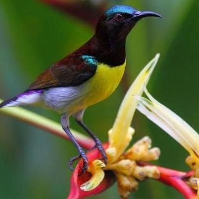 burung kolibri kelapa pilihan