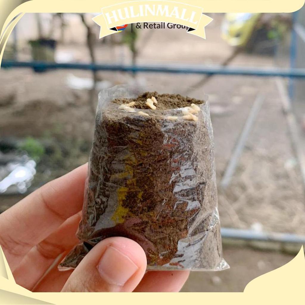 Polybag Semai 6X7 Plastik Semai/Polybag Benih 1Ikat= 1000Pcs Polybag Cabai Cod