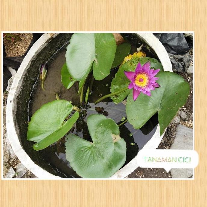 Tanaman bunga teratai air berikut pot include kurir surabaya