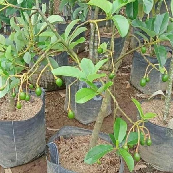 Bibit Buah Alpukat Sudah Berbuah / Sudah Berbunga - Bibit Premium PREMIUM