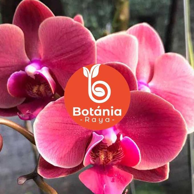 Bibit anggrek bulan Jumbo Hybrid Premium Seedling dan Pra-Remaja