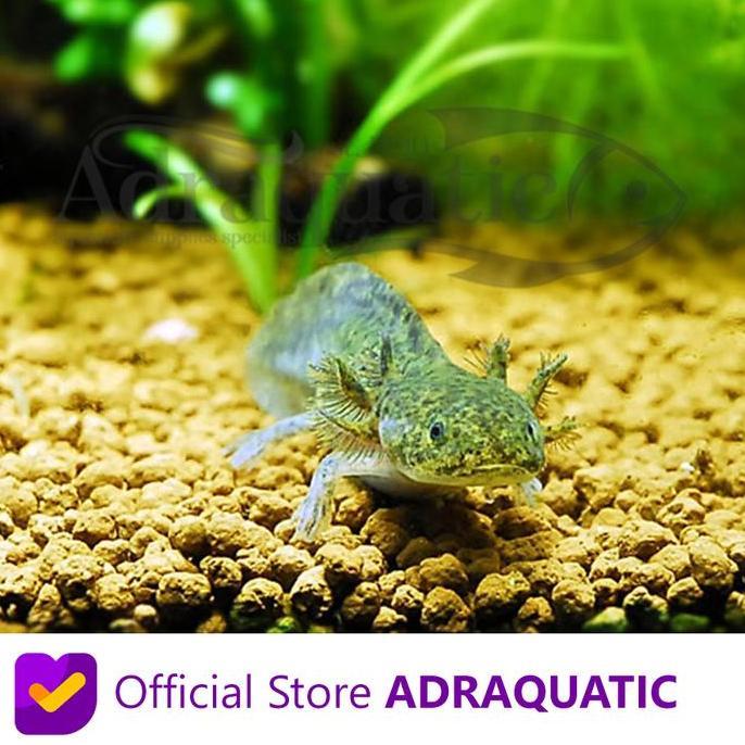 Axolotl Marble Dogfish Salamander Walking Fish Mexicanum