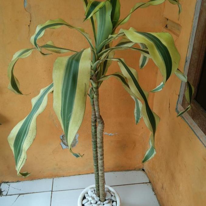 Paket Pohon Hanjuang