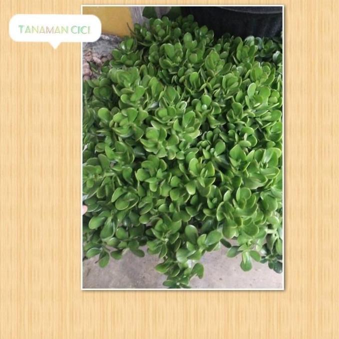tanaman giok jade rimbun besar on pot coklat