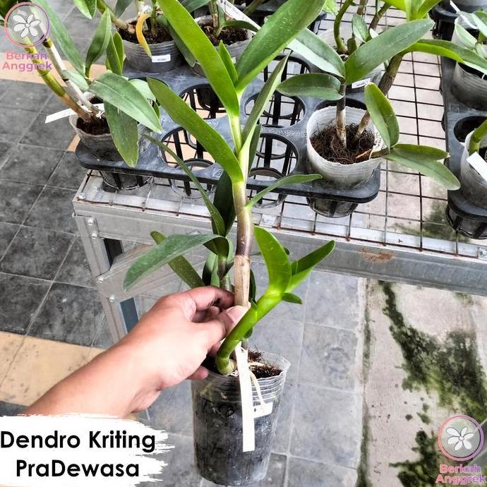 Terlaris Anggrek Dendrobium Kriting Silangan Batang Hitam Kondisi Dewasa